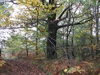 Grotta_dei_Pastori - 04112011 163.jpg